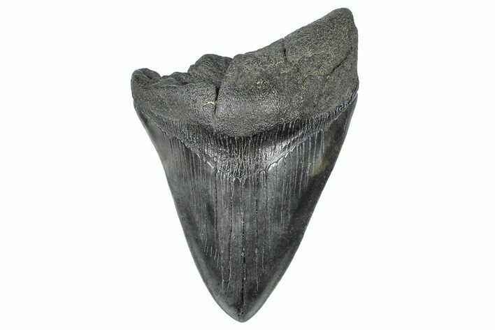 Bargain, Fossil Megalodon Tooth - South Carolina #367982
